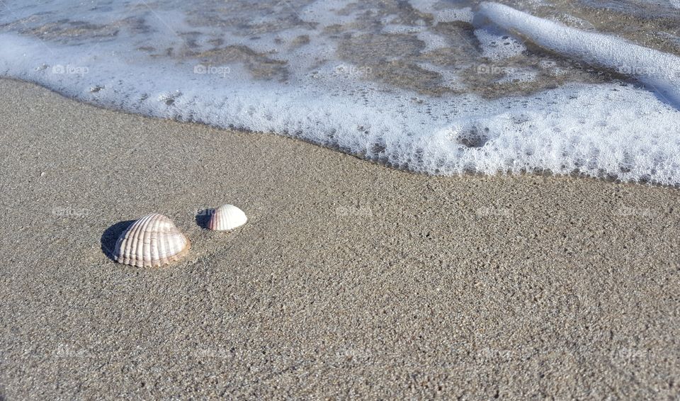 shells on sand