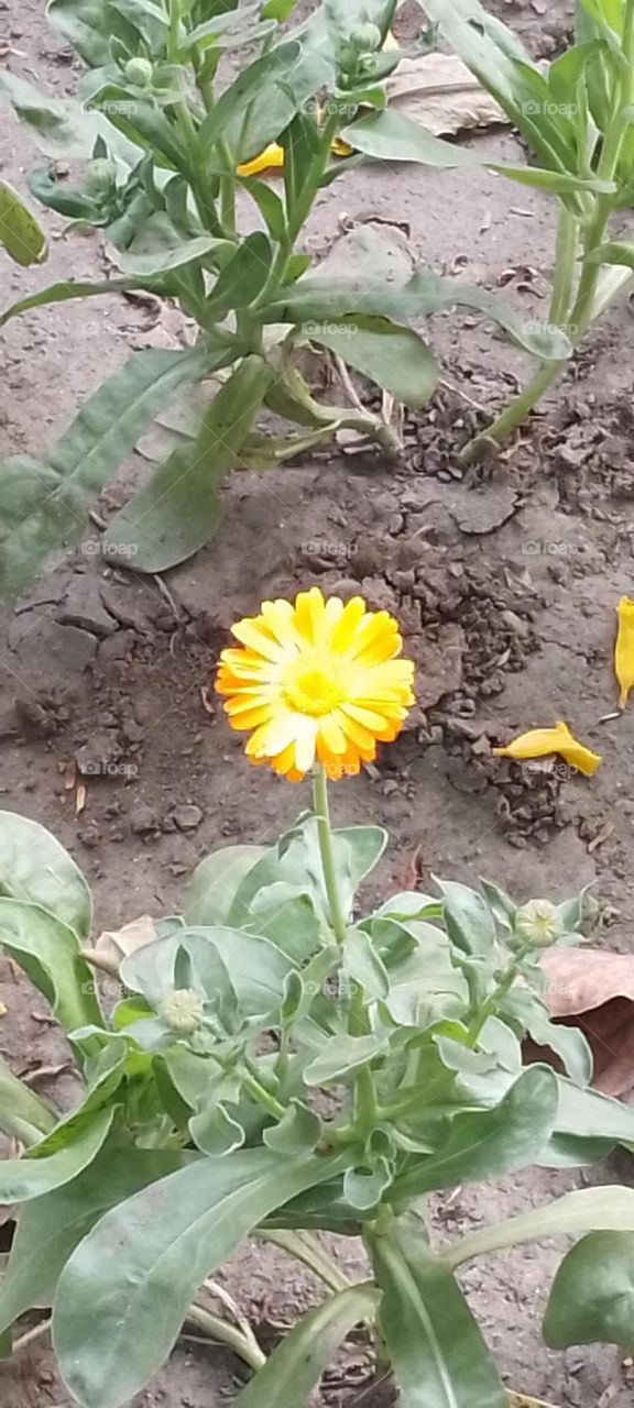 calendula