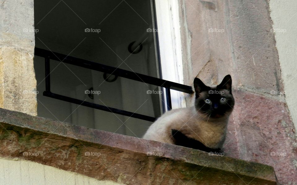 Cat at the Window. Cat at the Window