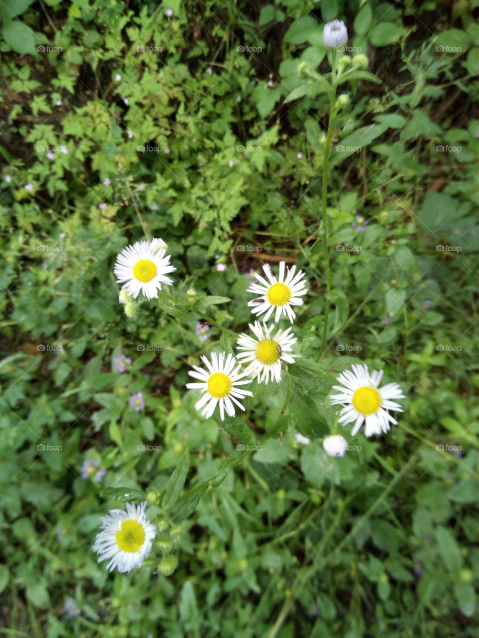 Schwarzwald in Bad Wildbad