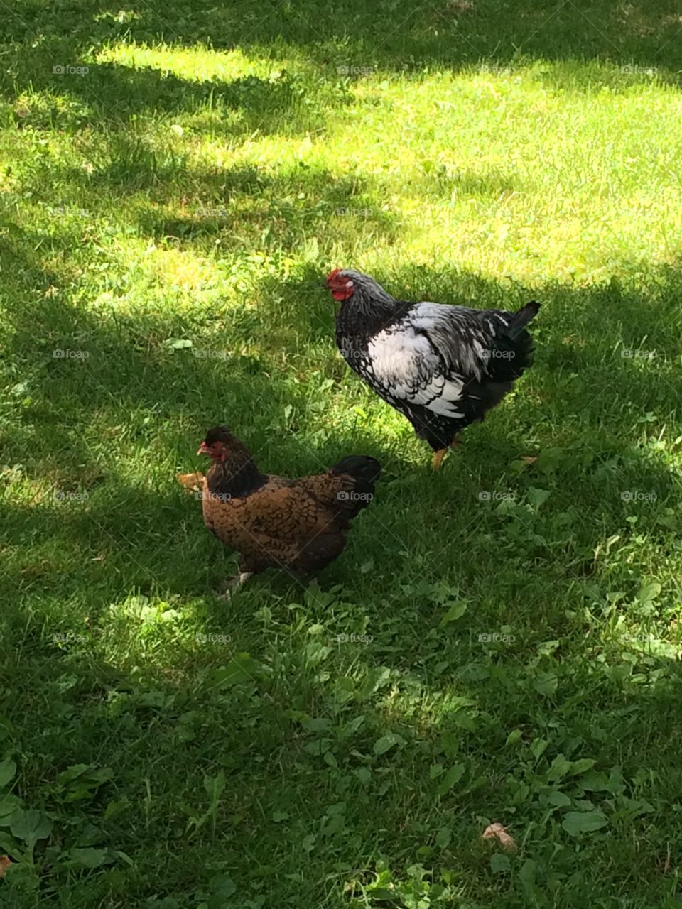 Beautiful chickens