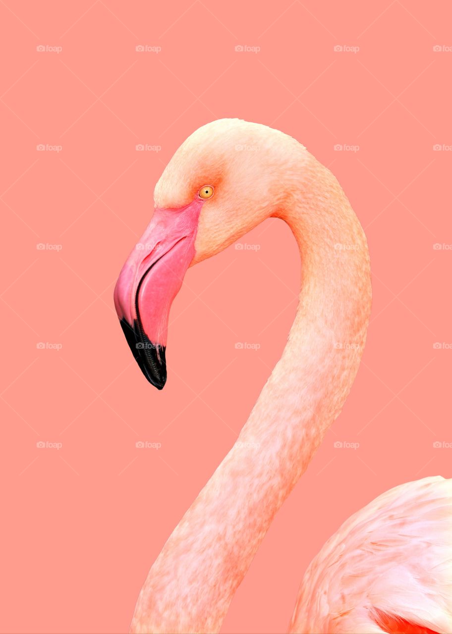 Wonderful Flamingo