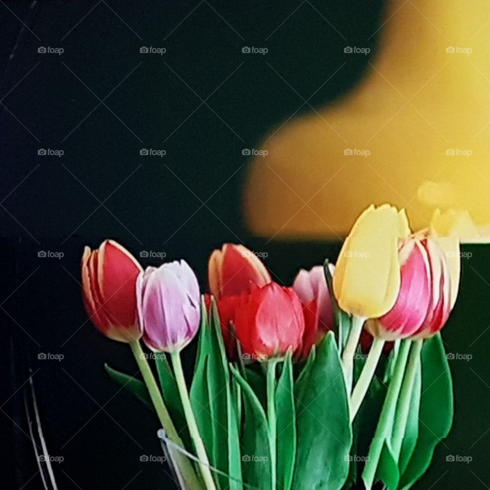 Blomstertid bukett tulpaner i skimrande färger