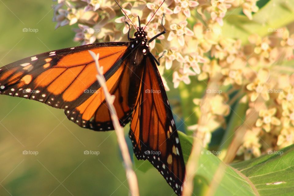 Butterfly, Insect, Nature, No Person, Wildlife