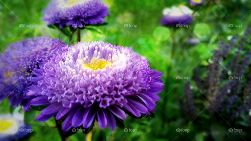 terry asters in the garden