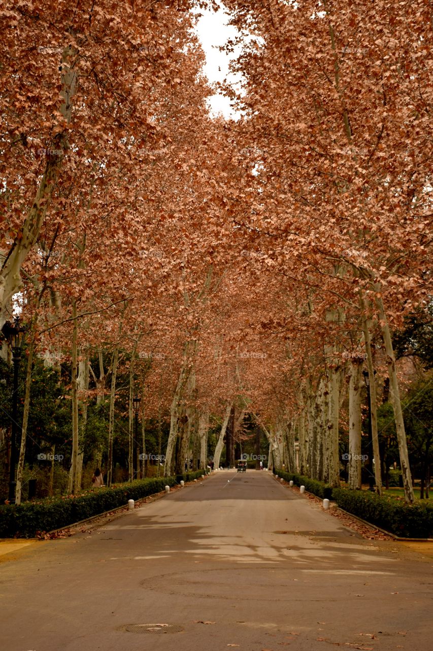 Tree, No Person, Fall, Leaf, Wood