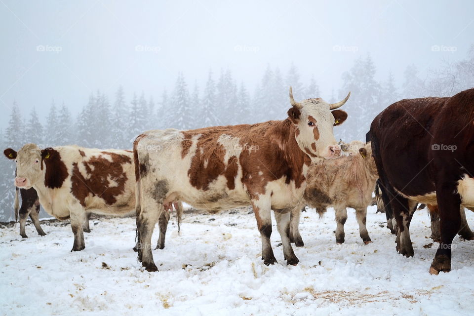 Cows in winter