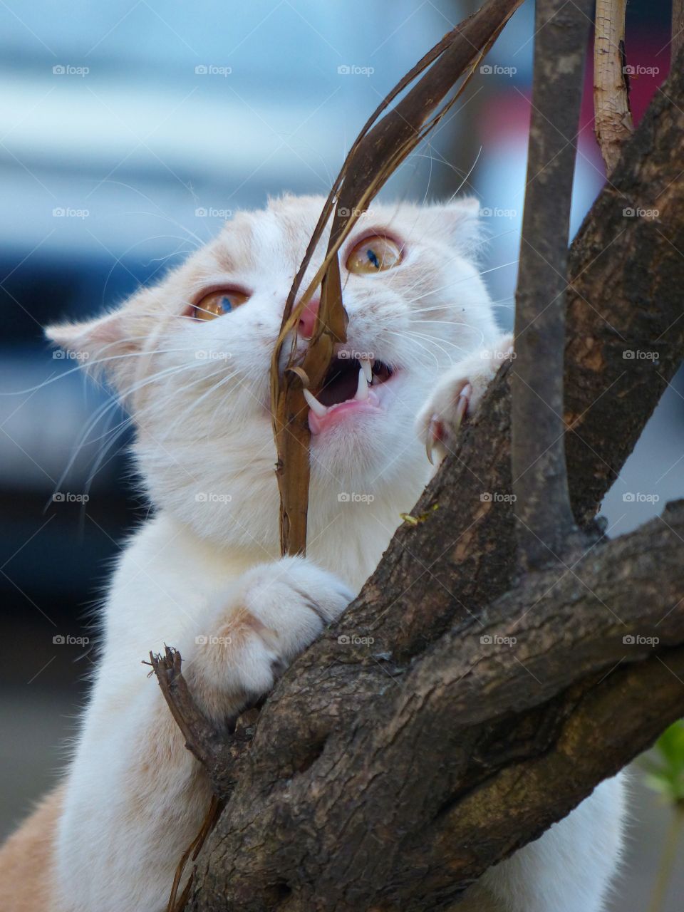 Funny cat on the tree