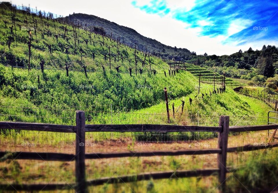 A View onto the Vineyards