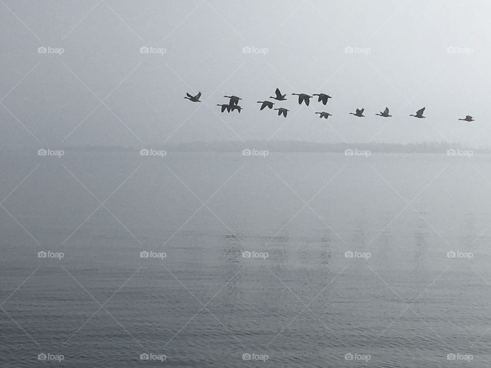 Geese in the fog