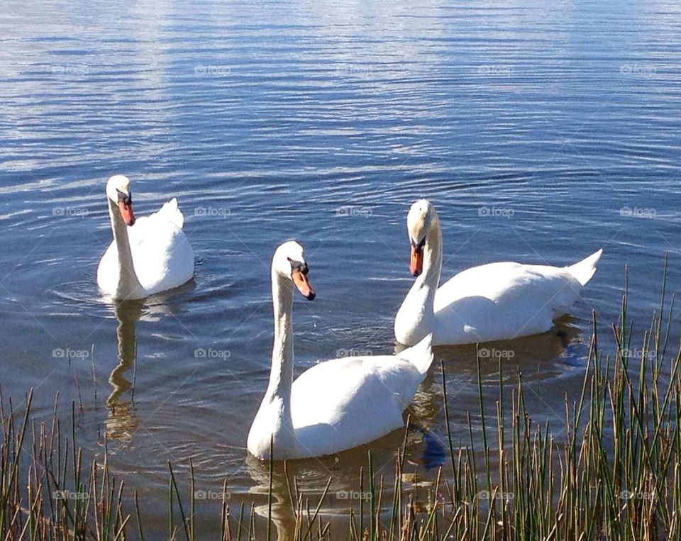 Swans begging for food