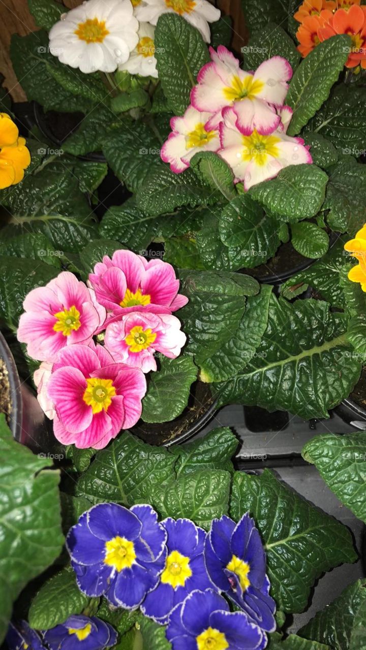 Все мои цветы 