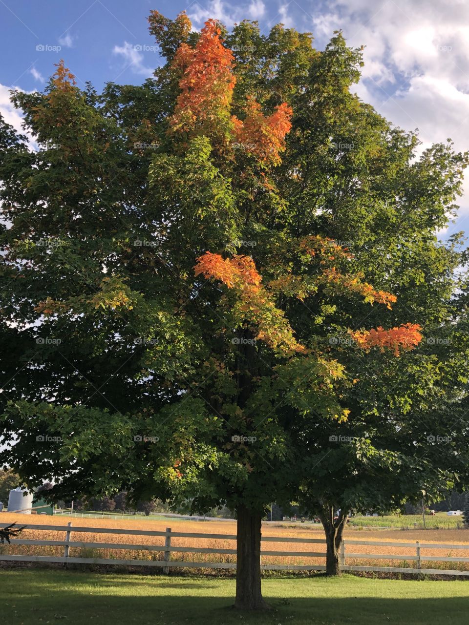 Our beautiful maple tree just starting to show her vibrant autumn colours. 