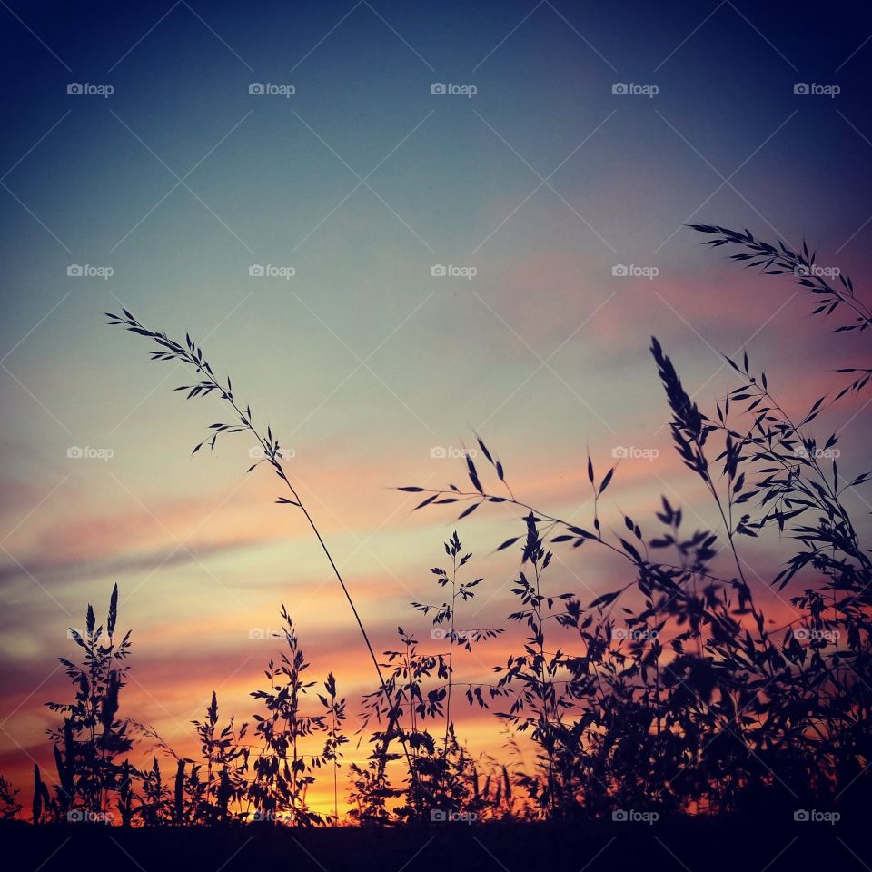 Silhouettes of blades of grass with a sunset with orange clouds and blue sky in the background