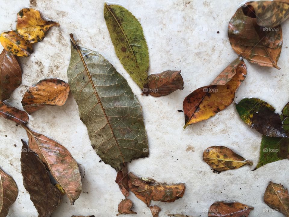 Autumn foliage with a white background