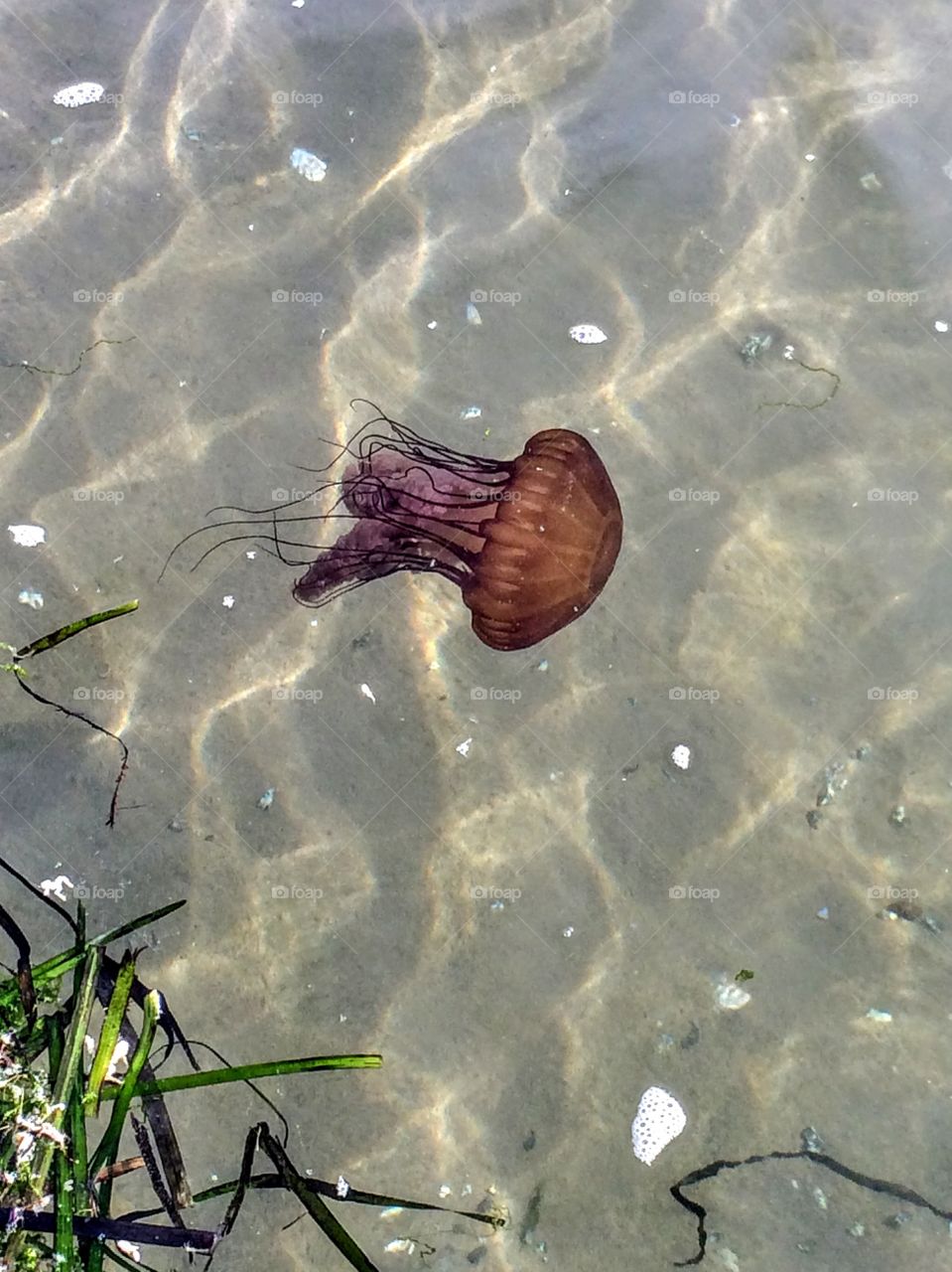 Jellyfish in the moss landing CA Elkhorn slough 
