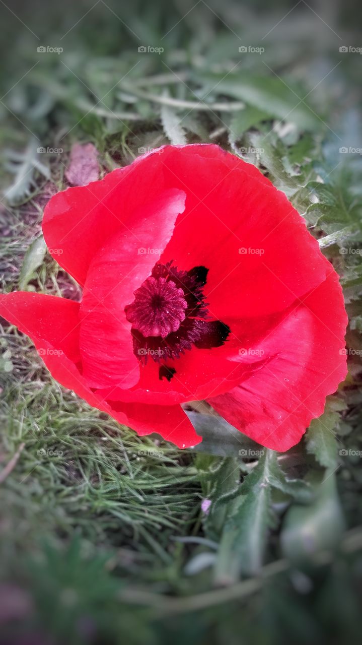 Poppy