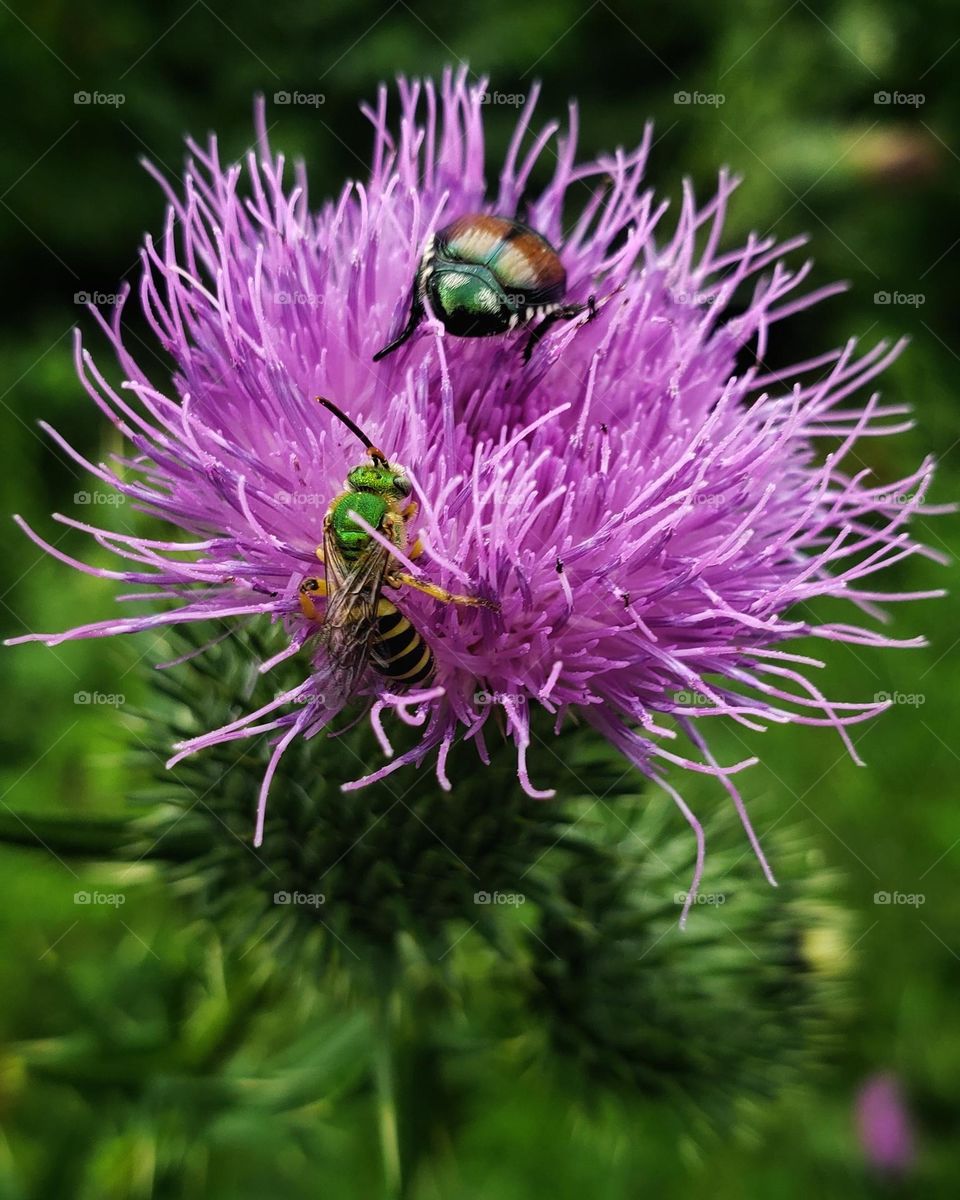 Purple flower and insect