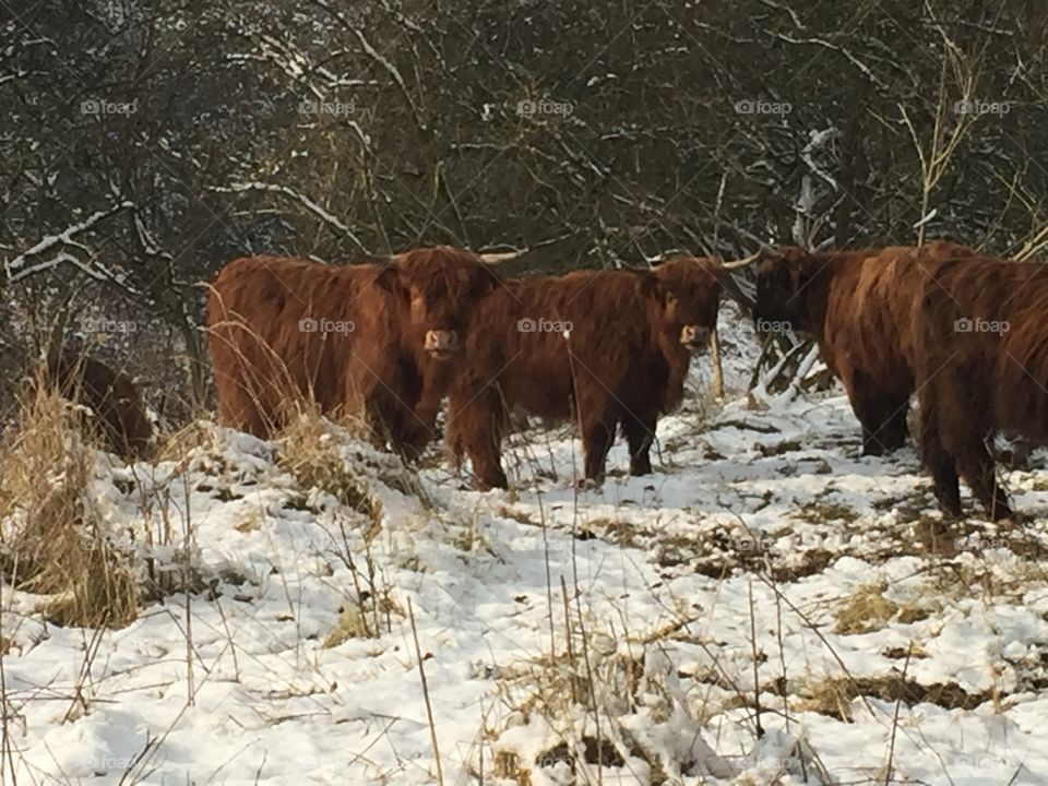 Scottish highlander  cows