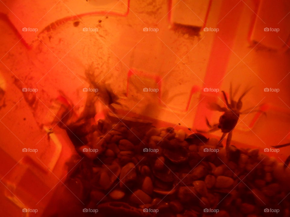 crab tanning. This is a picture of some crab that I saw while visiting the Gulf of Mexico