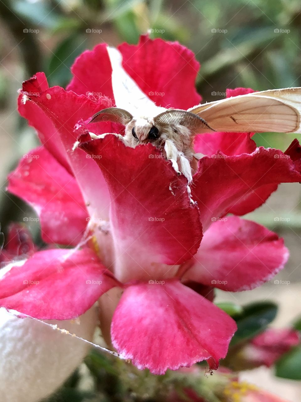 moth on desert flower