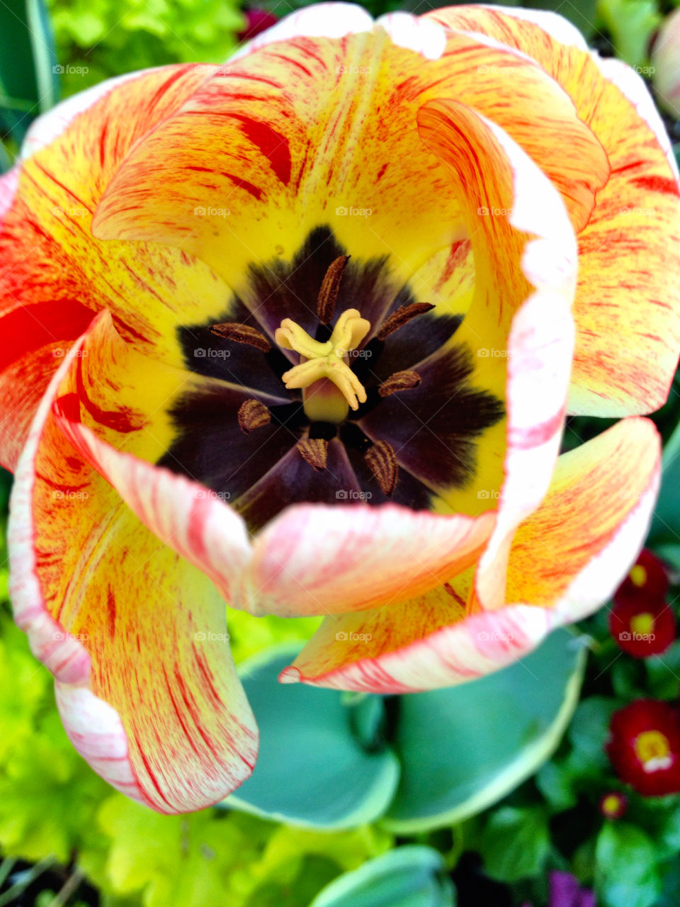Overhead view of tulip flower