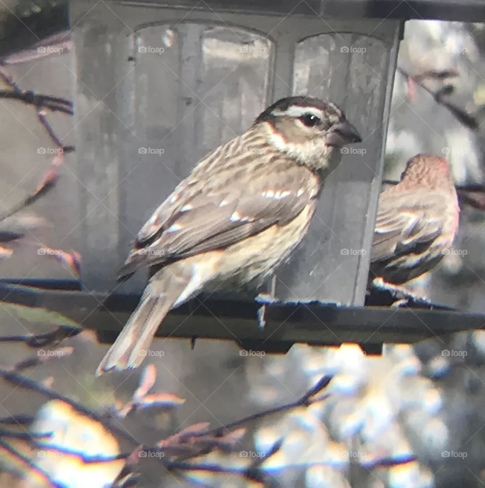 Female Grosbeak
