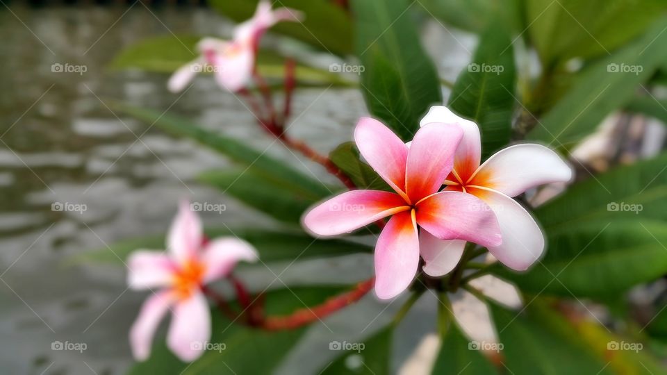 Close-up view of orchid flower