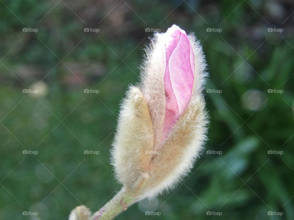 magnolia tree just starting to bloom for the first time