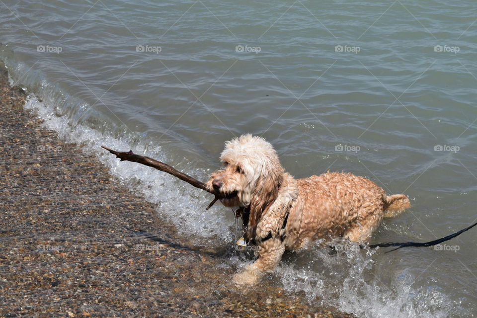 Cockapoo fetching stick in lake