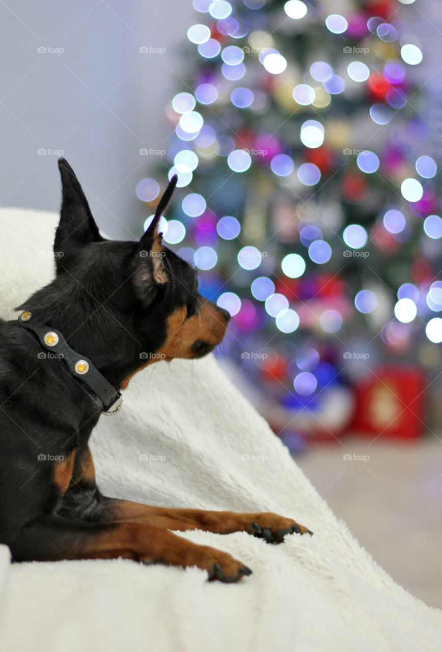 Pinscher dog