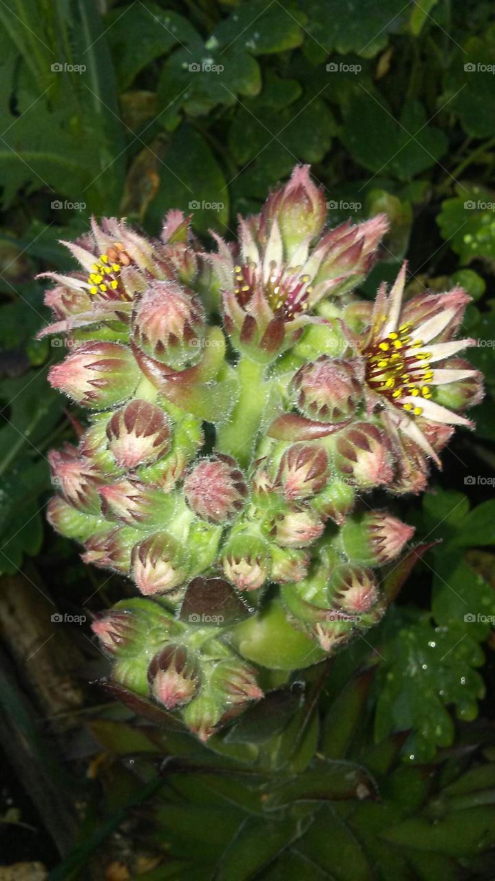 Hen & Chicks the Flower