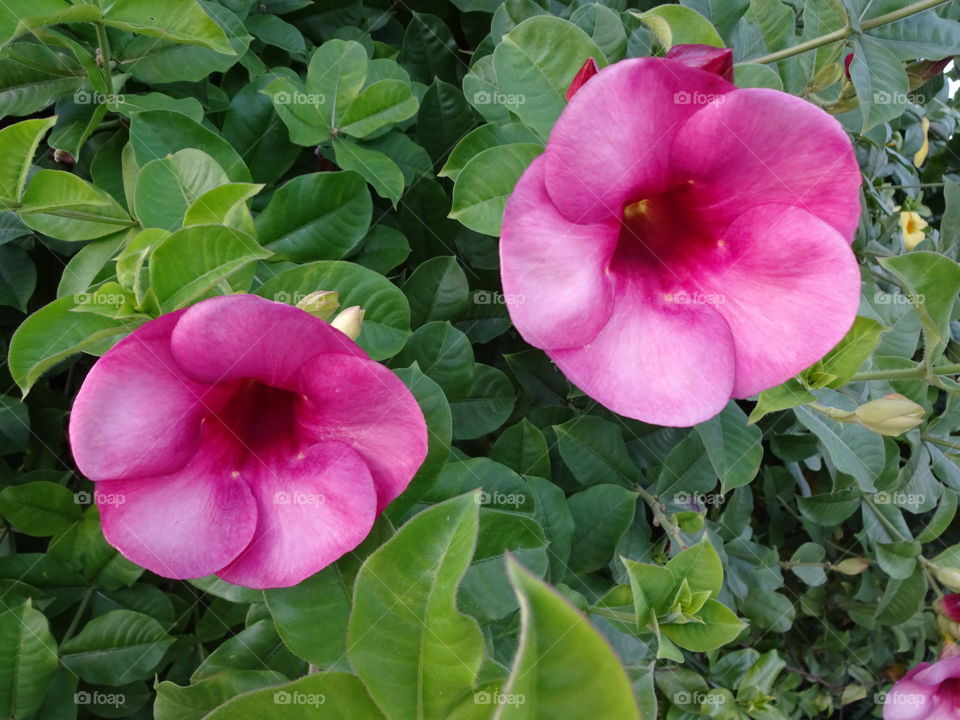 Tropical flowers