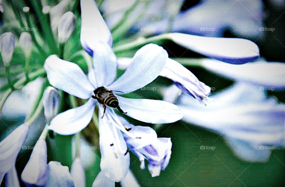 Abelha e flor