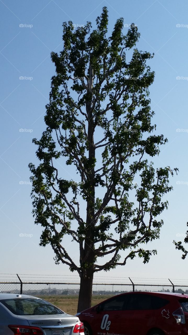Crazy California Tree
