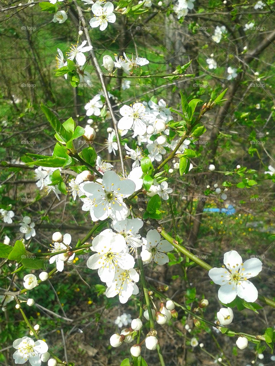 Cherry, kwiaty wiśni
