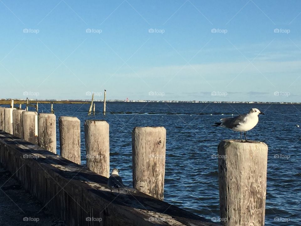 Seagull perching on wooden post at beach