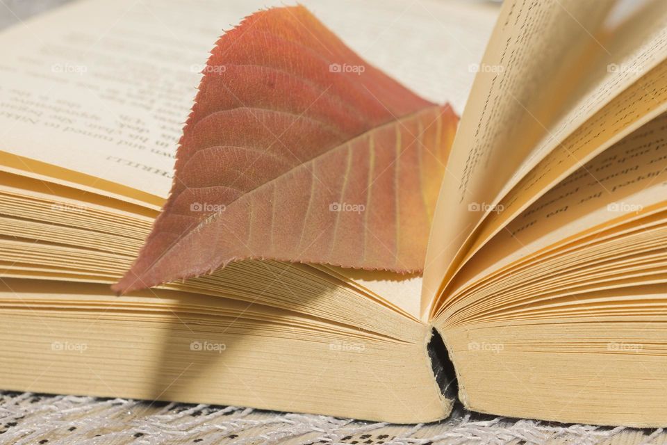 Beautiful autumn leaf on the book