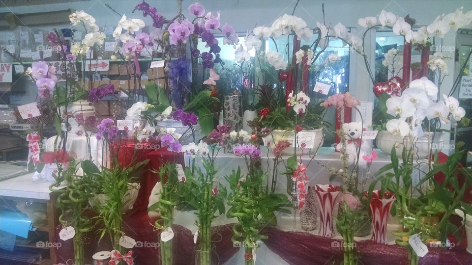 Lots of orchids