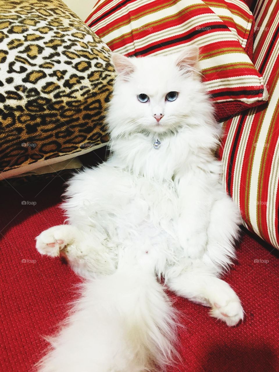 What is this sitting?