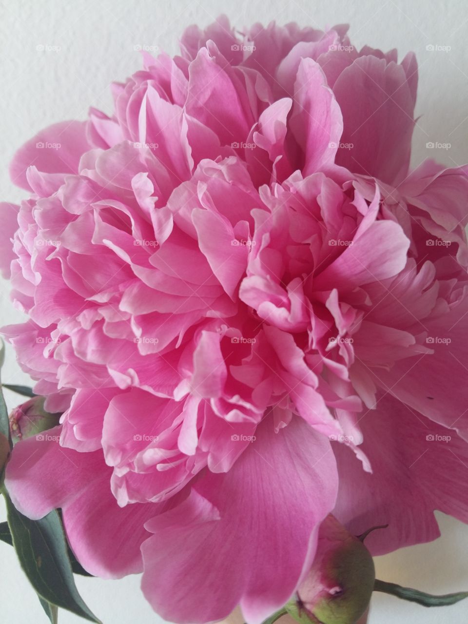 Peony