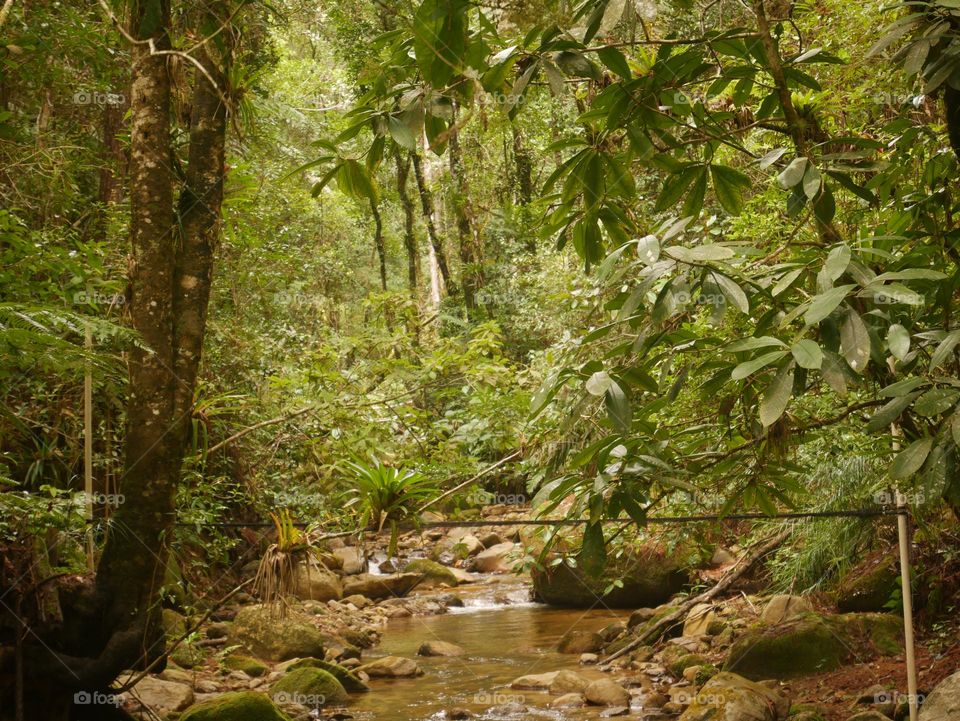 Rill in El Cusuco National Park
