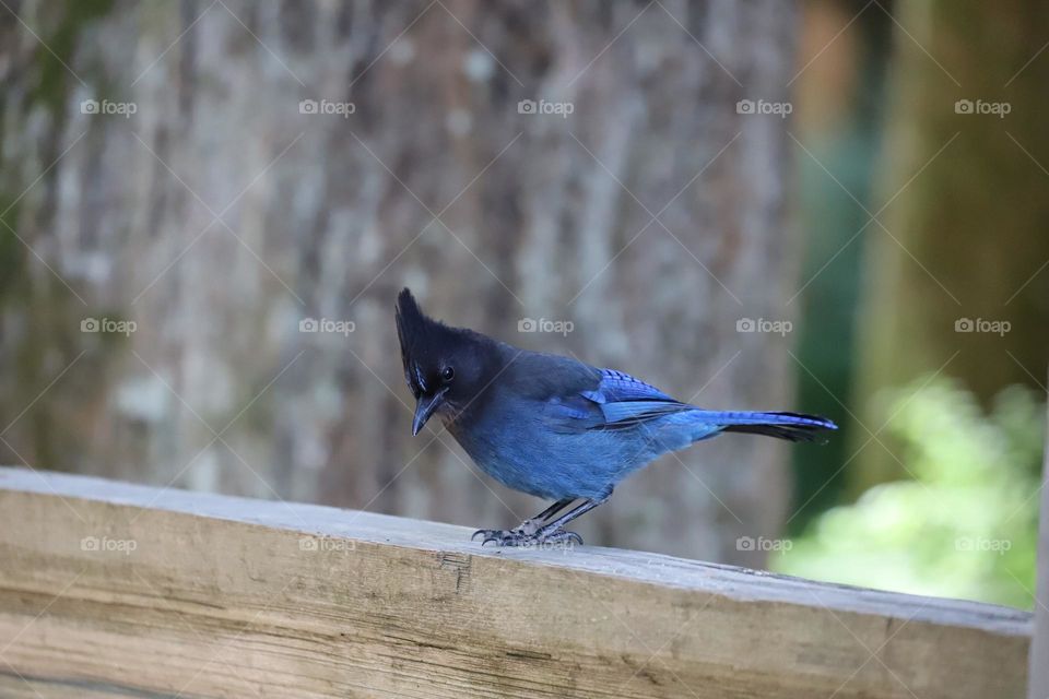 Speller’s jay on a wooden fence