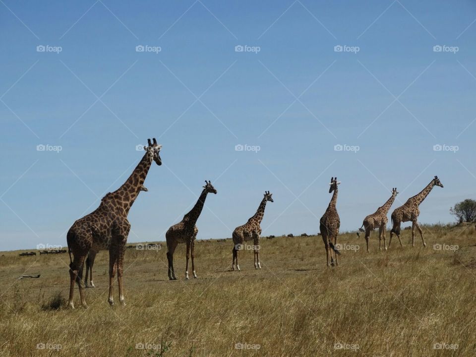 Get Set Go! - in the wilds of Masai Mara