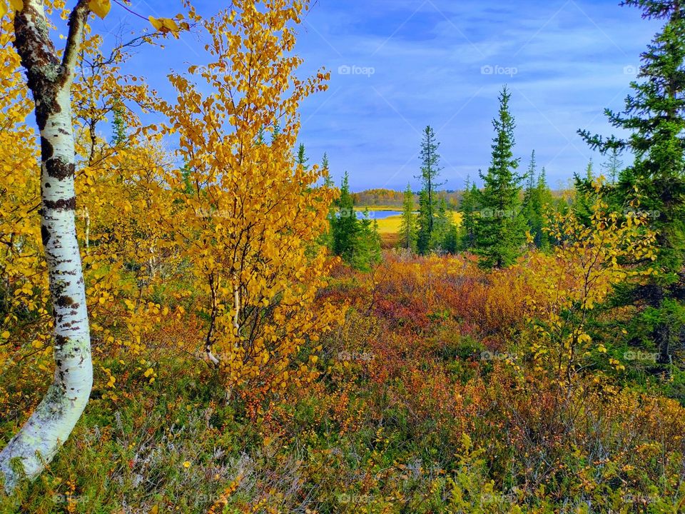 Autumn, yellow, leaves, birches, beauty, autumn time, autumn mood, golden autumn, freshness, silence, north, Arctic.