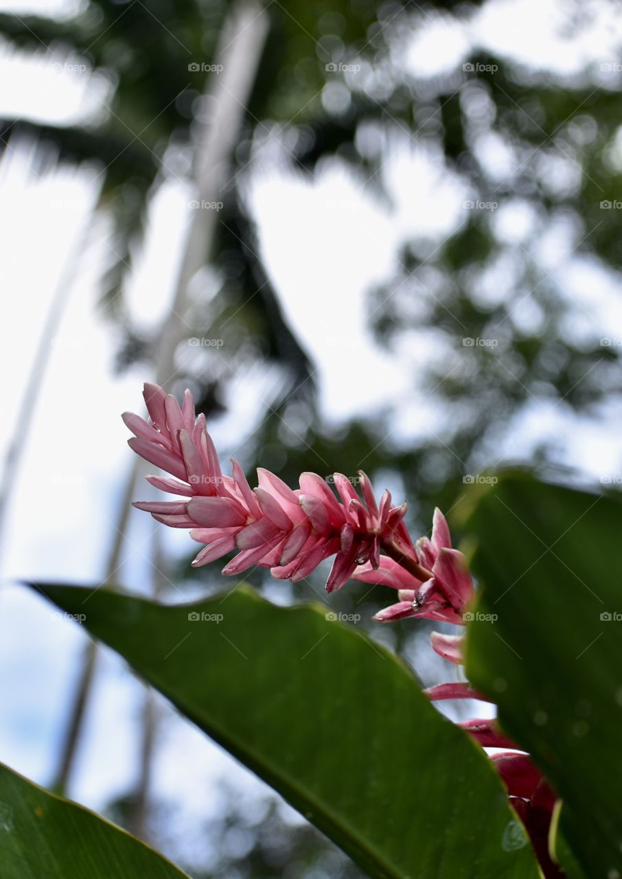 Pink ginger curling toward the sun with the palms behind