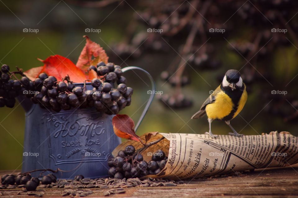 Autumn still life with small bird 