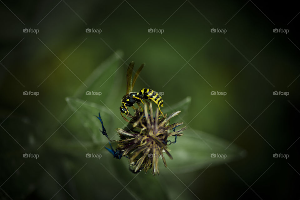 Wasp lunch