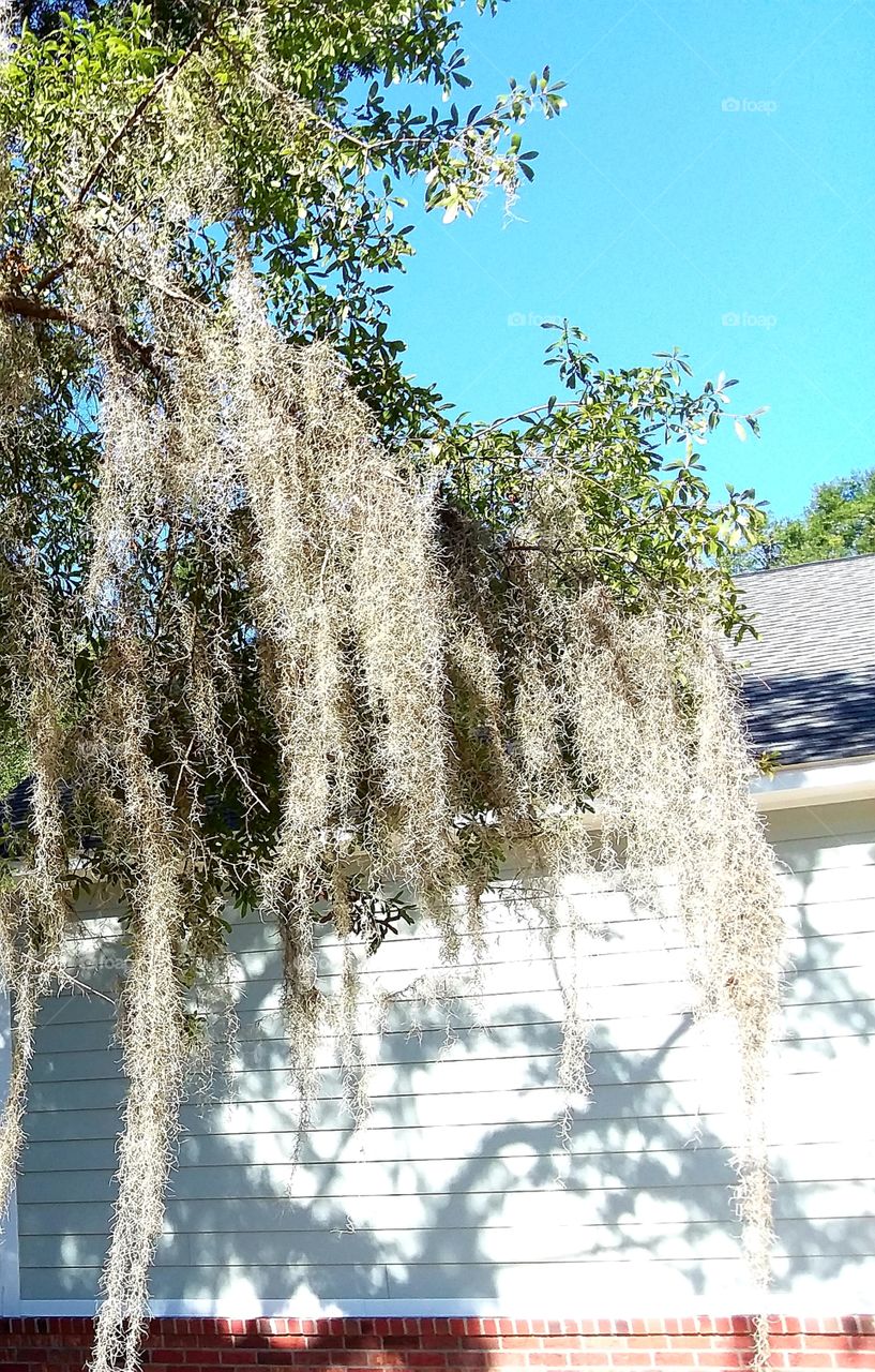 oak green Spanish moss shadows