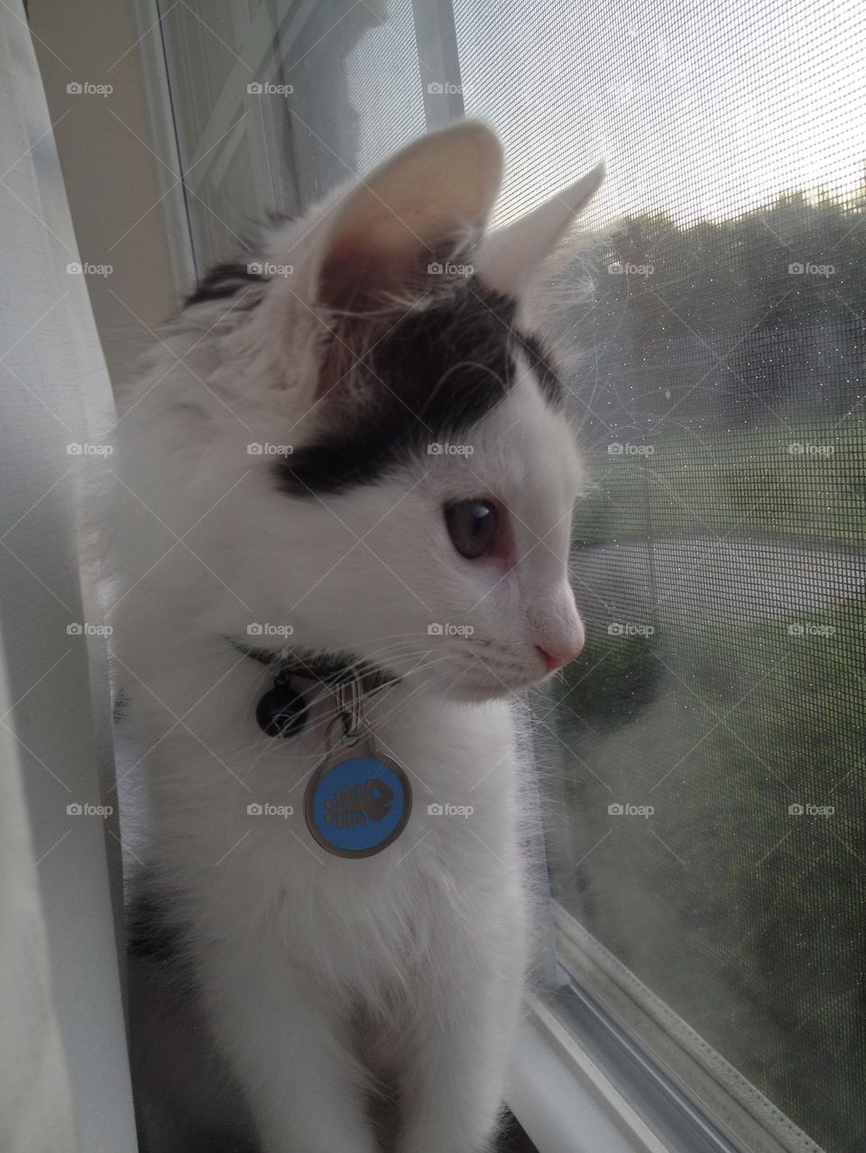 Cat looking out a window